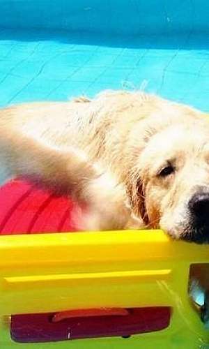 Escada para cachorro sair da piscina Escada para cachorro sair da piscina