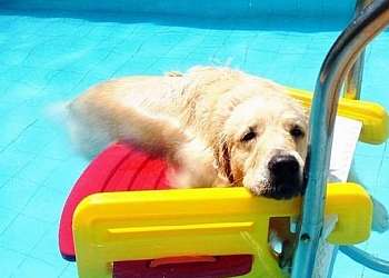 Escada para cachorro sair da piscina