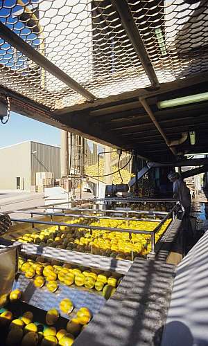esteira de seleção de frutas esteira de seleção de frutas