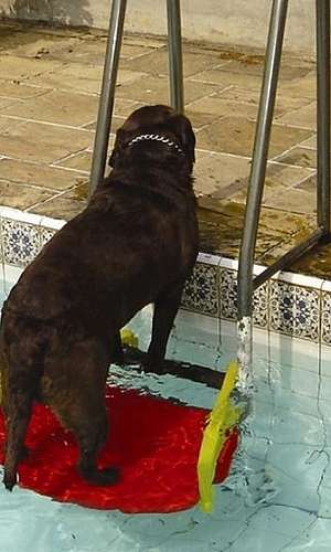 Plataforma para cachorro sair da piscina Plataforma para cachorro sair da piscina