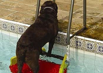 Plataforma para cachorro sair da piscina