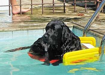 Plataforma para escada de piscina para cachorro